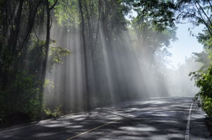 A small 2 lane road almost completely shaded by trees, with light coming through in small places.